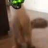 0f6eb5 catoler