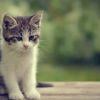 4e0b0a sad cute kitty desktop background